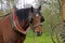 Harnessed Cob Normand Horse