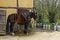 Harnessed Cob Normand Horse