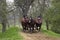 Harnessed Cob Normand Horse