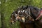 Harnessed Cob Normand Horse