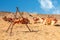 Harnessed cute riding camels caravan camp resting in the desert, Al Ula, Saudi Arabia