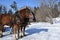 Harnessed Draft Horses in a Winter Wonderland