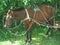 Harnessed horse in cuba