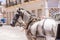 Harnessed horse, Cuba, Havana. Copy space for text.