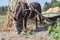 Harnessed horse eats leaves in the garden