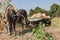 Harnessed horse eats leaves in the garden