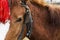 Harnessed horse with a red head decoration