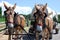 Harnessed horses pull a covered wagon