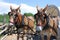 Harnessed horses pull a covered wagon