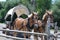 Harnessed horses pull a covered wagon