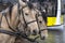 A harnessed pair of horses for riding tourists on the background of a city bus. Concept: development of tourism in the city, safe