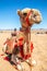 Harnessed riding camel resting in the desrt, Al Ula