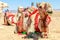 Harnessed riding camels resting in the desert, Al Ula