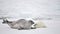 Harp seal cow and newborn pup on ice