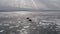 Harp seal on ice. Aerial