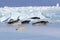 HARP SEAL pagophilus groenlandicus, MOTHER AND PUP ON ICE FIELD, MAGDALENA ISLAND IN CANADA