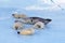 HARP SEAL pagophilus groenlandicus, MOTHER AND PUPS ON ICE FIELD, MAGDALENA ISLAND IN CANADA