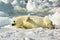 Harp Seal Pup