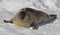 Harp seal in the snow, Quebec