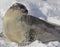 Harp seal in the snow, Quebec