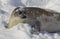 Harp seal in the snow, Quebec