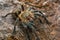 Harpactira marksi female tarantula