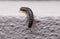 Harpaphe haydeniana Millipede