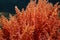 Harpoon weed red algae Asparagopsis armata
