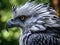 Harpy Eagle