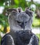 The harpy eagle American harpy eagle, Harpia harpyja is a neotropical species of eagle. In Brazil, the harpy eagle is also known