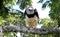 Harpy Eagle in Ecuador, south America