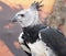 Harpy Eagle On Edge