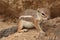 Harris Antelope Ground Squirrel (Ammospermophilus harrisii)