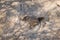 Harris\\\' Antelope Ground Squirrel (Ammospermophilus harrisii), Arizona