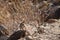 Harris\\\' Antelope Ground Squirrel (Ammospermophilus harrisii), Arizona