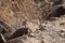 Harris\' Antelope Ground Squirrel (Ammospermophilus harrisii), Arizona