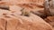 Harris Antelope Squirrel