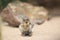 Harris antelope squirrel