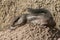 Harris\' antelope squirrel (Ammospermophilus harri