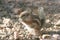 Harris\' antelope squirrel (Ammospermophilus harri