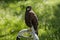 Harris buzzard perched on trespole