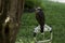 Harris buzzard perched on trespole