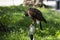 Harris buzzard perched on trespole