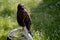Harris buzzard perched on trespole