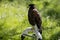 Harris buzzard perched on trespole