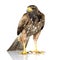 Harris Hawk