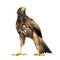 Harris Hawk