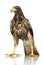 Harris Hawk