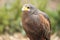 Harris hawk