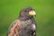 Harris hawk